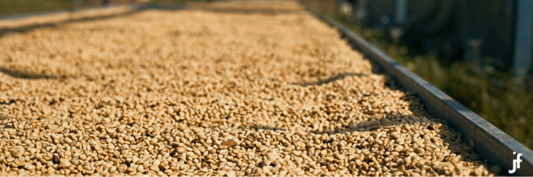catimor coffee beans buy