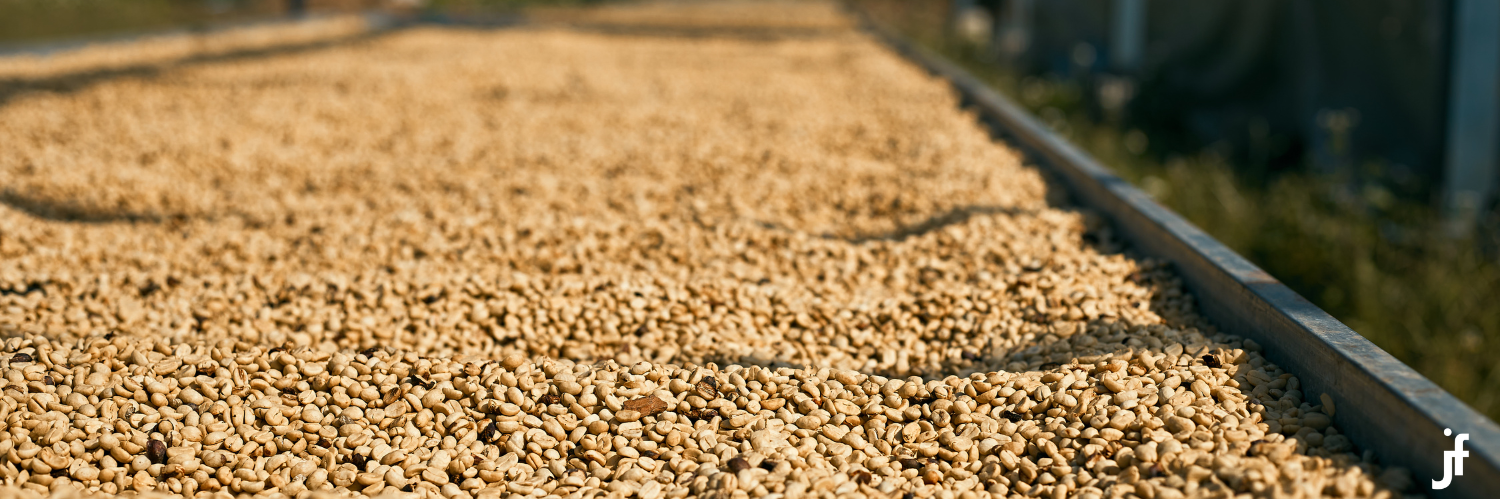catimor coffee beans buy